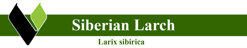 Siberian Larch